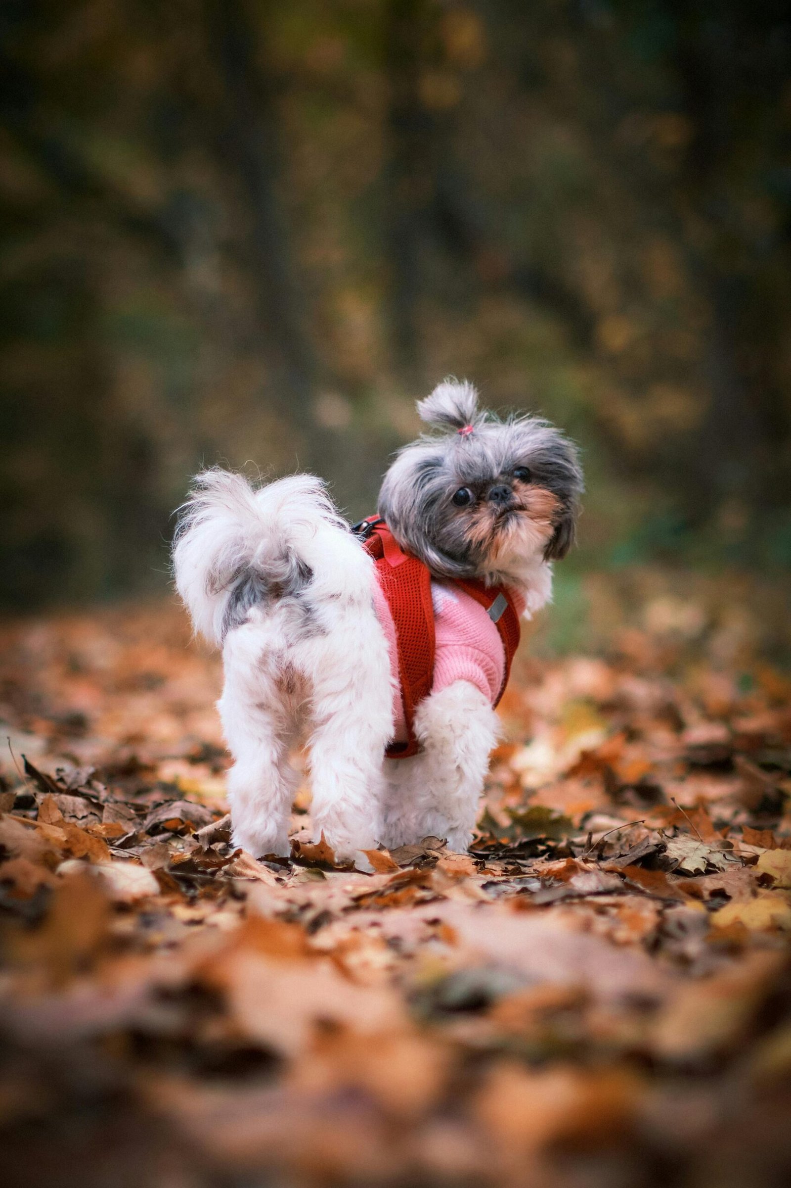 Como Ensinar o Seu Shih Tzu a Fazer Xixi e Cocô no Lugar Certo: Guia Passo a Passo