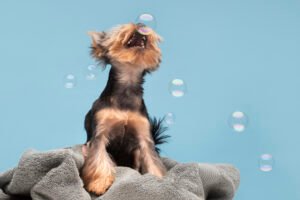 Como dar banho e escovar seu Shih Tzu: Guia passo a passo para cuidar da pelagem.