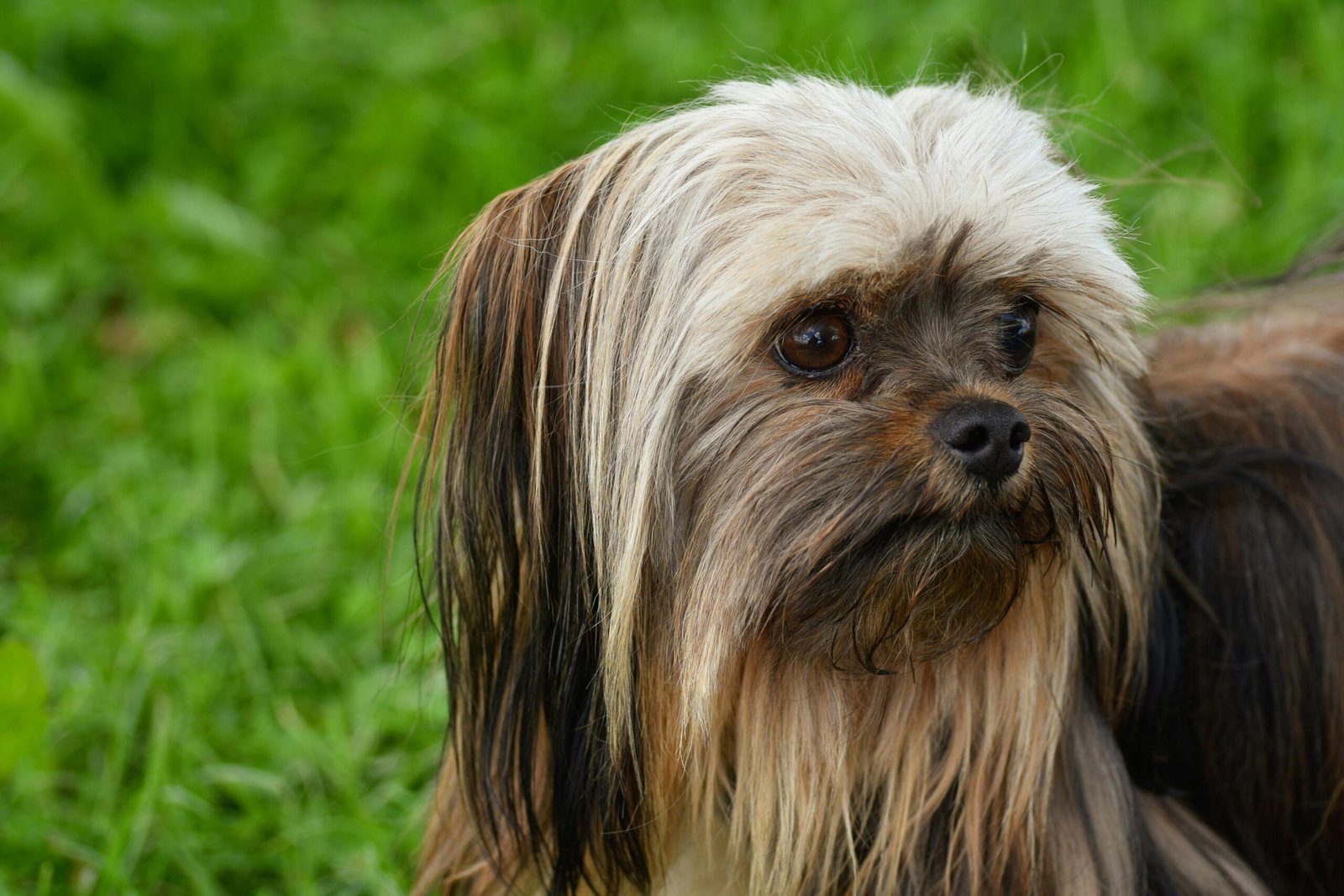 cabelo-do-shih-tzu