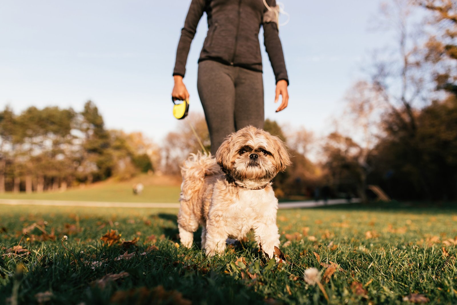 Cute dog with his pet owner enjoying a day at the park.