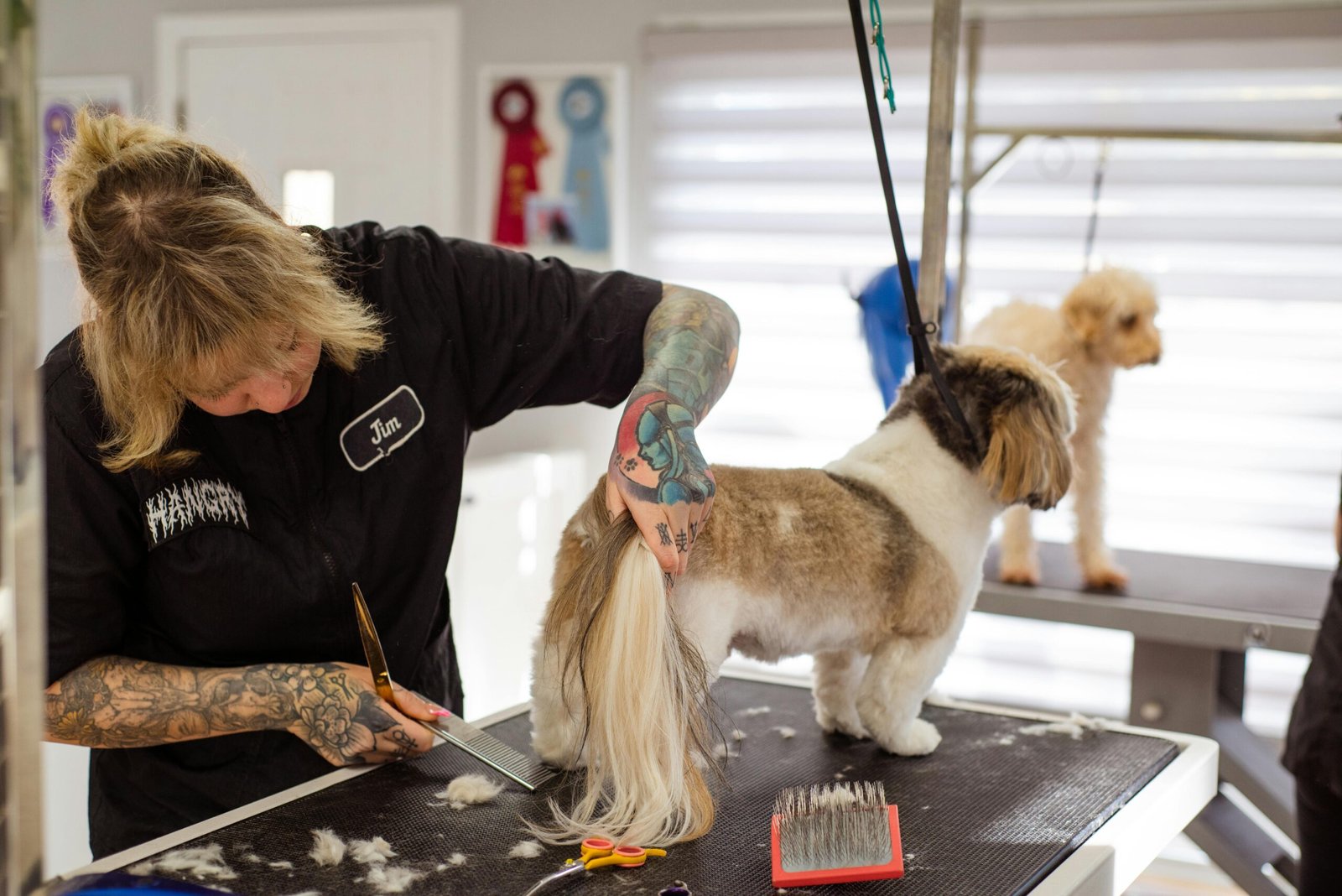 shih-recebendo-tratamento-corte-de-cabelo