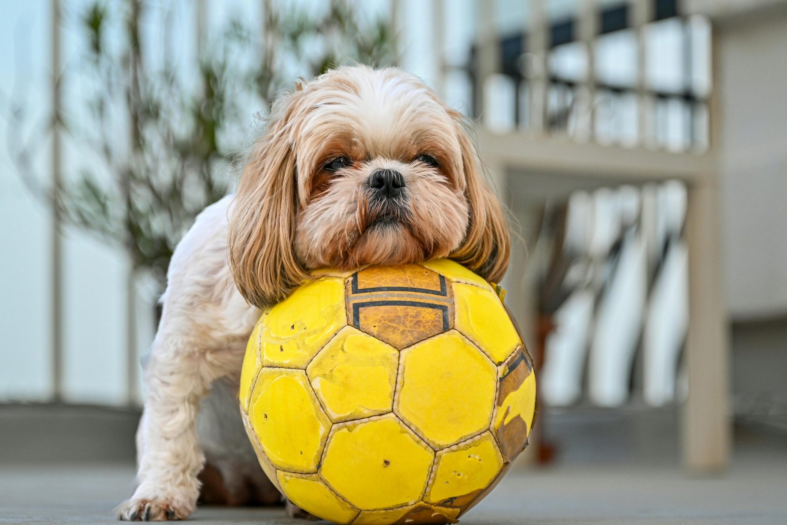 shih-tzu-brinquedo