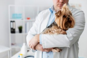Você cuida da saúde do seu Shih Tzu como ele merece? Descubra os riscos mais comuns e como preveni-los