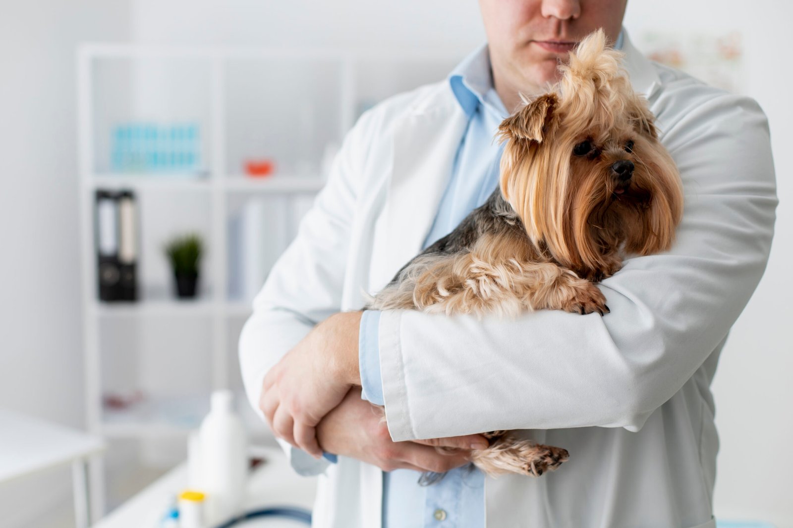 Você cuida da saúde do seu Shih Tzu como ele merece? Descubra os riscos mais comuns e como preveni-los