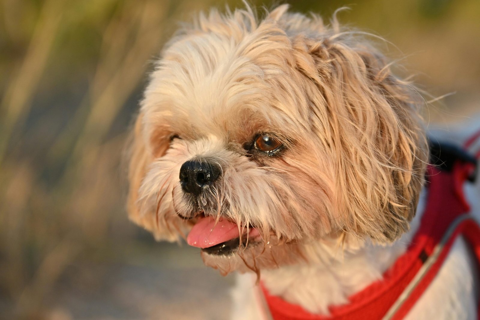 shih-tzu-olhando-o-atardecer