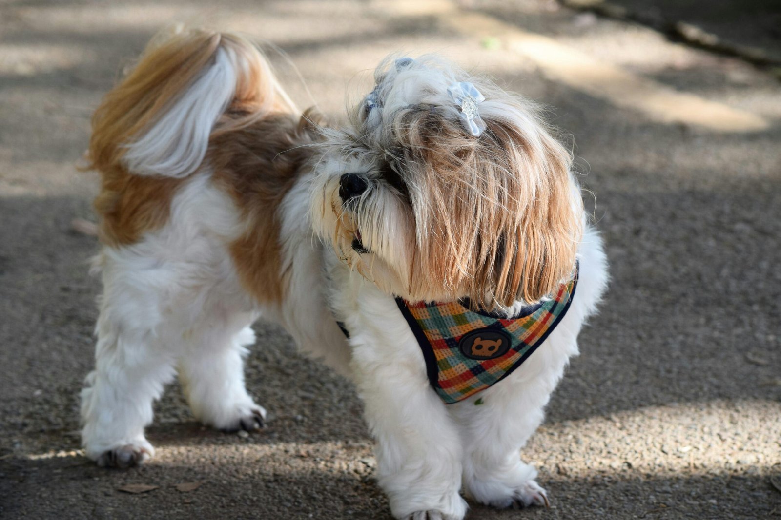 shih-tzu-paseiando
