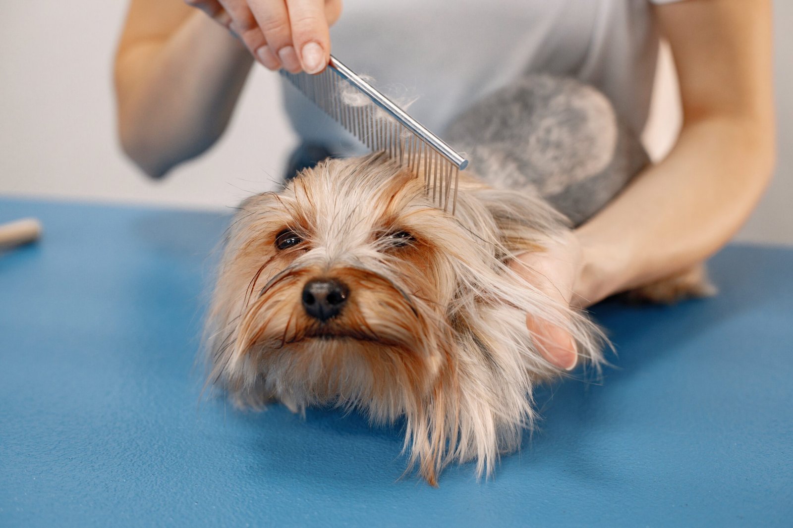 Yorkshire terrier getting comb by the female groomer