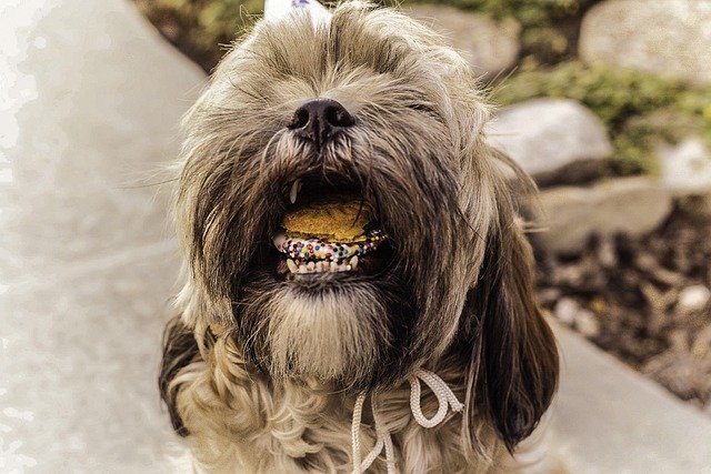 shihtzu-841493_640