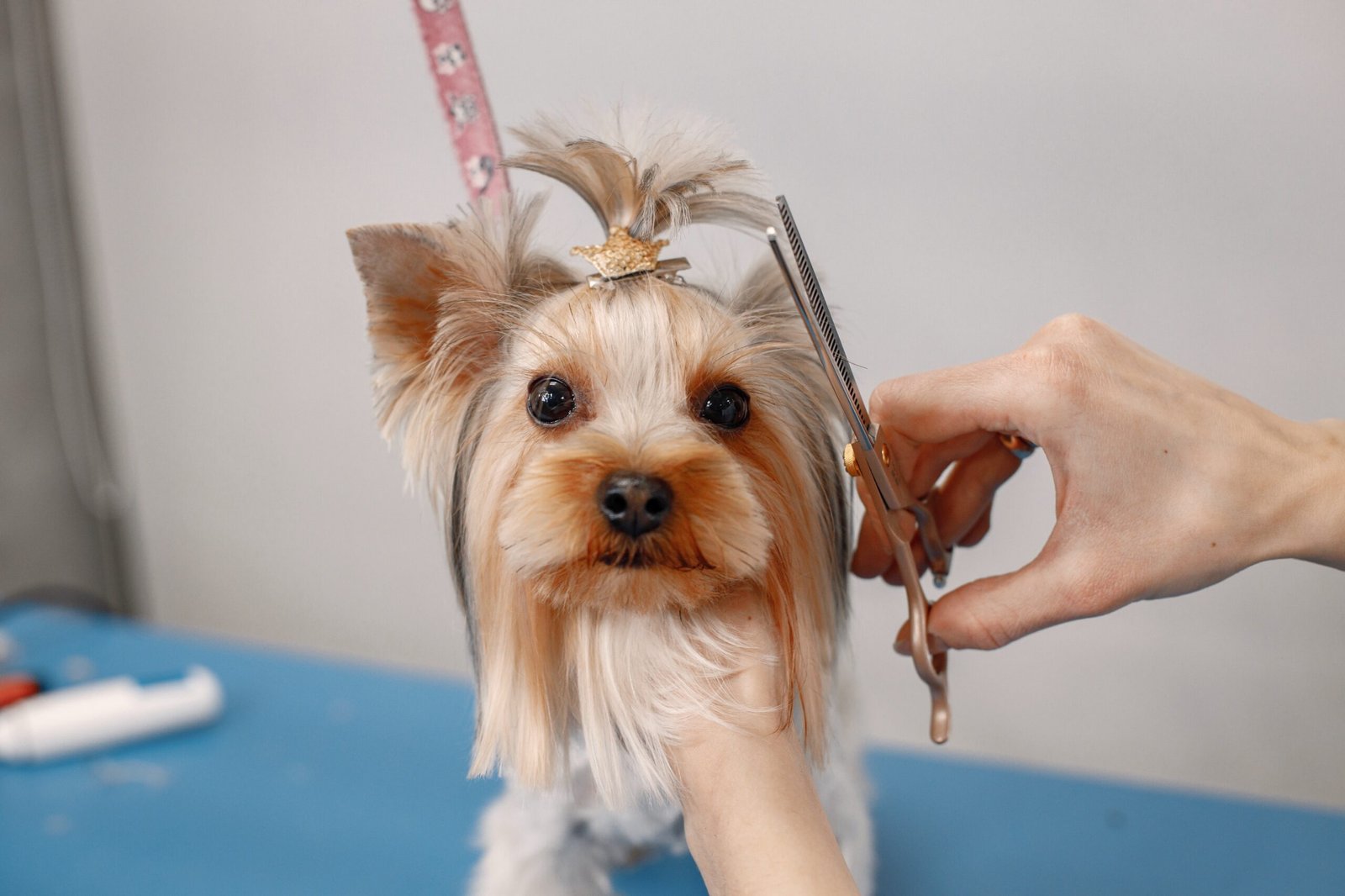 Yorkshire terrier getting procedure by the female groomer